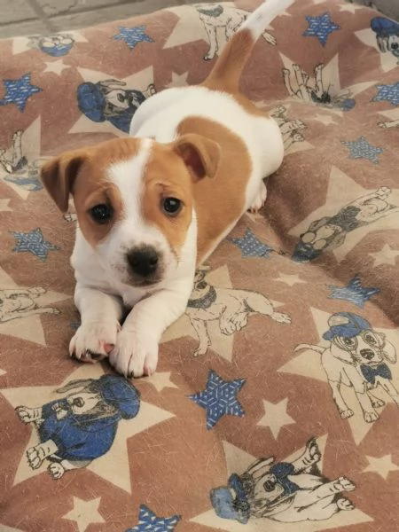 Cuccioli Jack russel terrier  | Foto 4