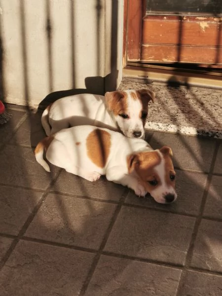 Cuccioli Jack russel terrier  | Foto 3