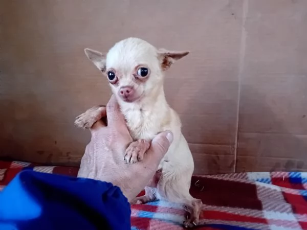 Chihuahua maschio