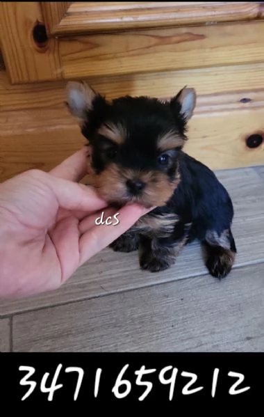 Yorkshire terrier con pedigree enci 