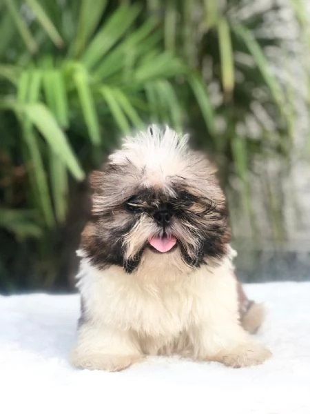 shih tzu | Foto 0