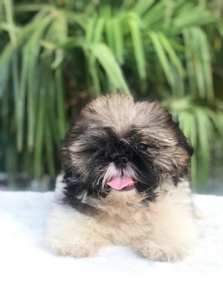 shih tzu