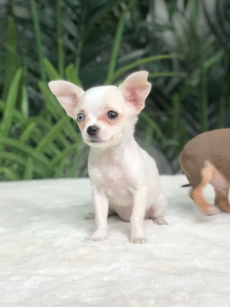 chihuahua | Foto 0