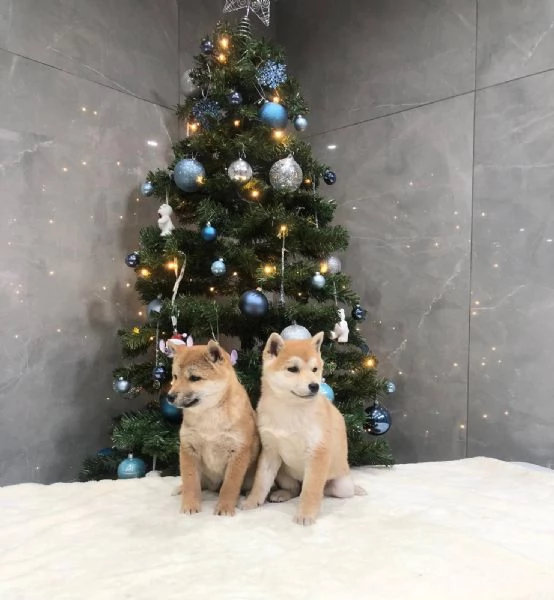 shiba inu | Foto 0