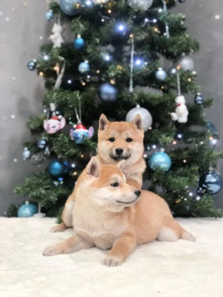 shiba inu