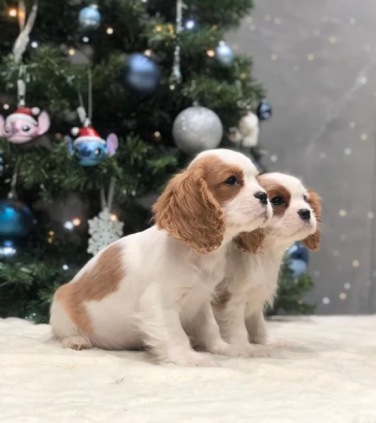 cavalier king | Foto 0