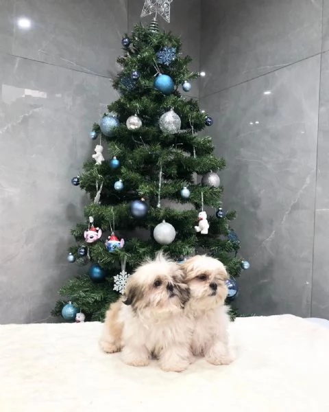 shih tzu