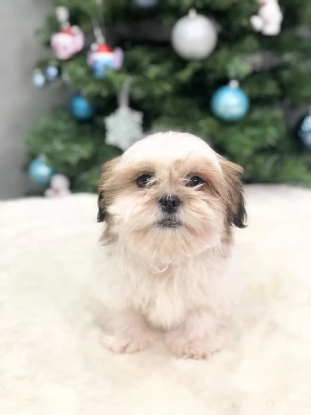 shih tzu | Foto 0