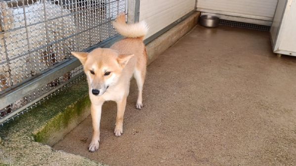 Shiba taglia piccola socievole equilibrato coccolone  | Foto 2