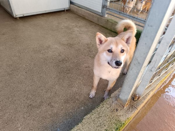 Shiba taglia piccola socievole equilibrato coccolone 