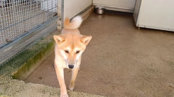 Shiba taglia piccola socievole equilibrato coccolone  | Foto 0