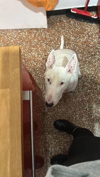 Rey giovane bull terrier sordo equilibrato affettuoso  | Foto 5