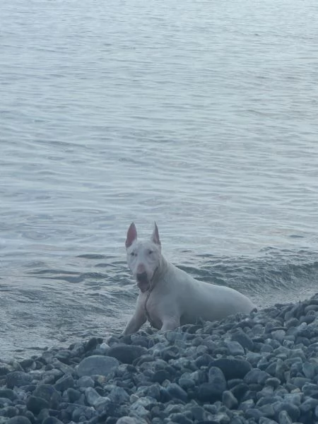 Rey giovane bull terrier sordo equilibrato affettuoso  | Foto 4