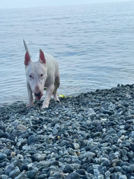 Rey giovane bull terrier sordo equilibrato affettuoso  | Foto 2