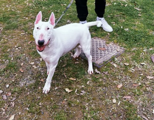 Rey giovane bull terrier sordo equilibrato affettuoso 