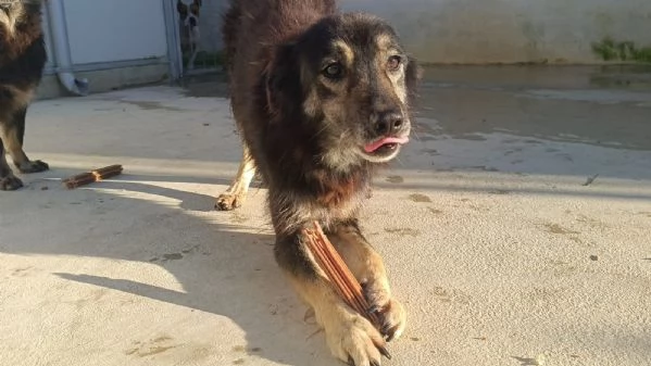 Jack nonnino dolcissimo cerca nuova famiglia 