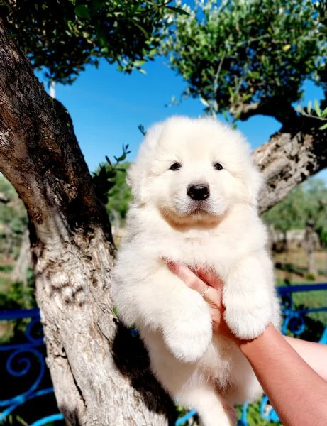 Cuccioli Maremmano A rate