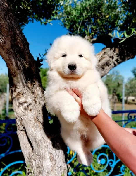 Cuccioli Maremmano A rate | Foto 1