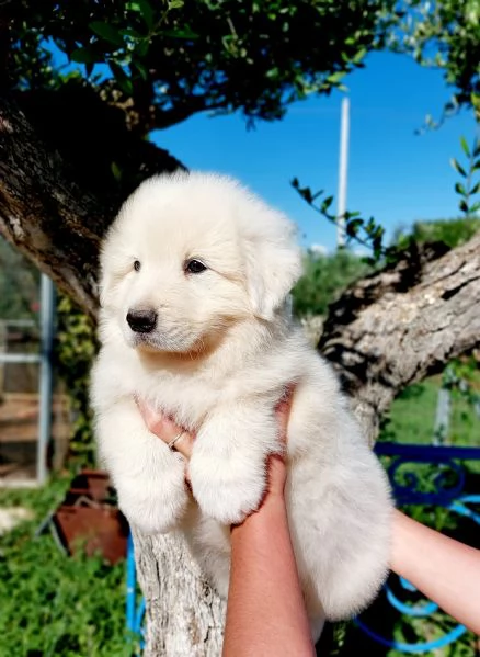 Cuccioli Maremmano A rate | Foto 0