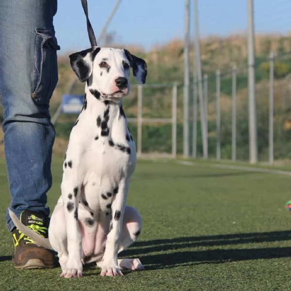 Cuccioli di Dalmata 