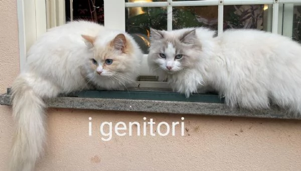 Tre cuccioli di ragdoll da privato | Foto 5