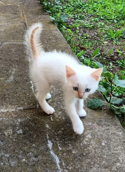 Tre cuccioli di ragdoll da privato | Foto 1