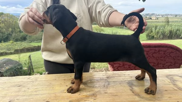 Dobermann di Camugliano ALTA GENEALOGIA | Foto 0