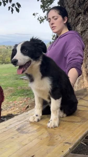 Border Collie Della Maschera Di Tutakhamon