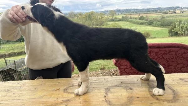 Border Collie Della Maschera Di Tutakhamon | Foto 1