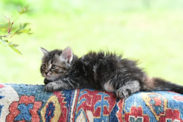 Cuccioli di gatto siberiano con pedigree Anfi  | Foto 5