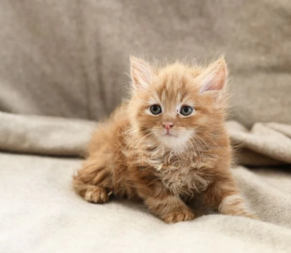 Cuccioli di gatto siberiano con pedigree Anfi  | Foto 1