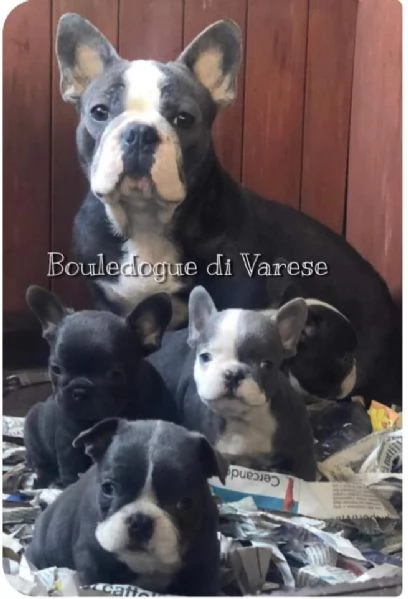 Cucciolo di bulldog francese blue  | Foto 0