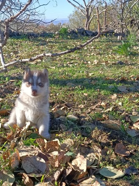 Siberia husky 