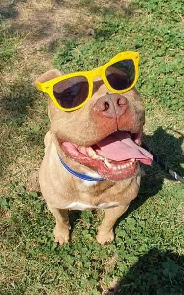 omar buonissimo pitbull 5 anni maschio | Foto 4