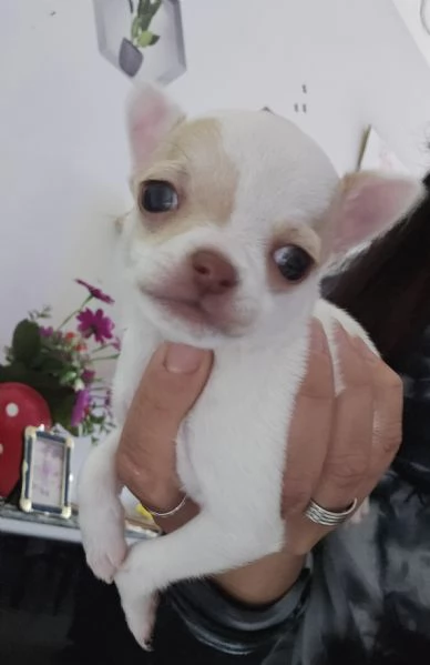 Chihuahua pelo corto