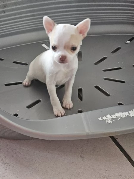 Chihuahua pelo corto | Foto 1