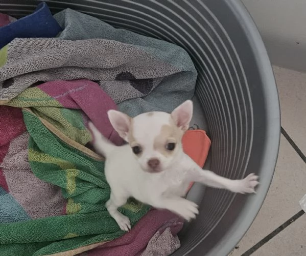 Chihuahua pelo corto | Foto 0