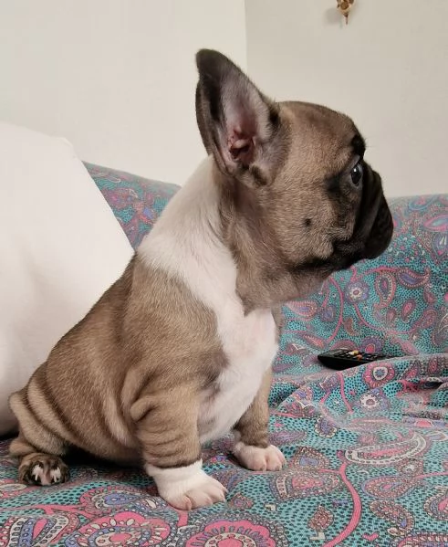 Cucciolo di bouledogue francese  | Foto 0