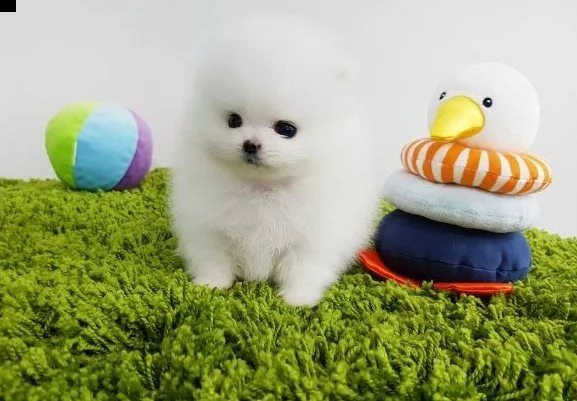 Regalo Cucciolo Volpino Pomerania Da Privato A Sassari Vaga Carini Cuccioli Di Pomerania In Cerca Di Buone Case