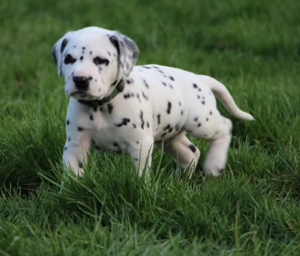 cuccioli di dalmata | Foto 0