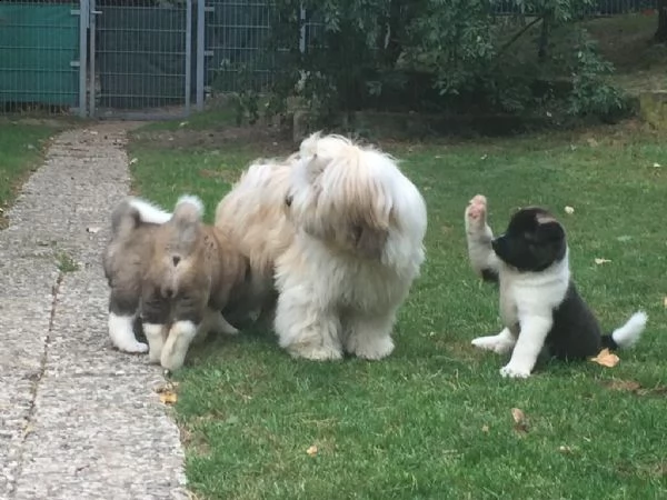 cuccioli american akita inu | Foto 1