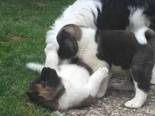 cuccioli american akita inu | Foto 0