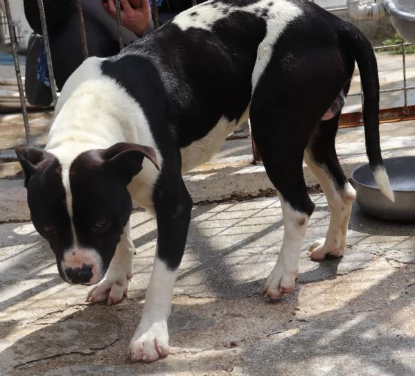 CHICCO incrocio AMSTAFF ottimo carattere | Foto 3