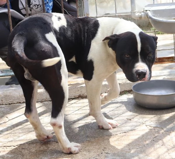 CHICCO incrocio AMSTAFF ottimo carattere | Foto 2