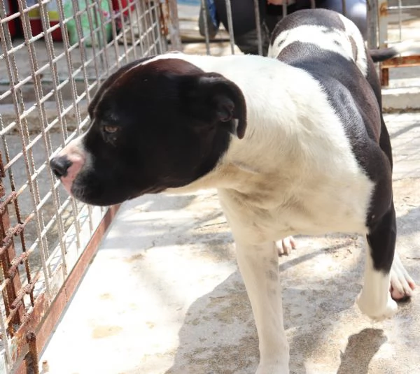 CHICCO incrocio AMSTAFF ottimo carattere