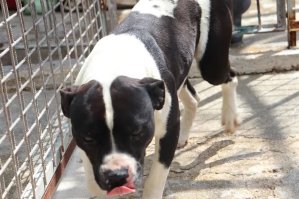 CHICCO incrocio AMSTAFF ottimo carattere | Foto 0