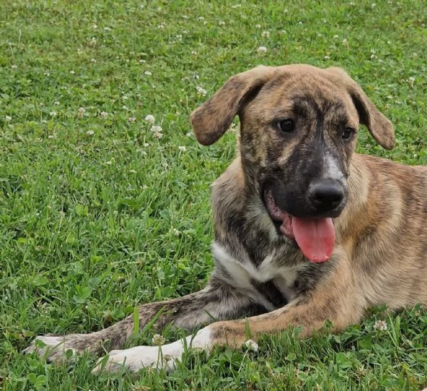 ATHENA cucciolona a Pordenone