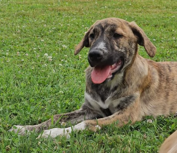 ATHENA cucciolona a Pordenone | Foto 0