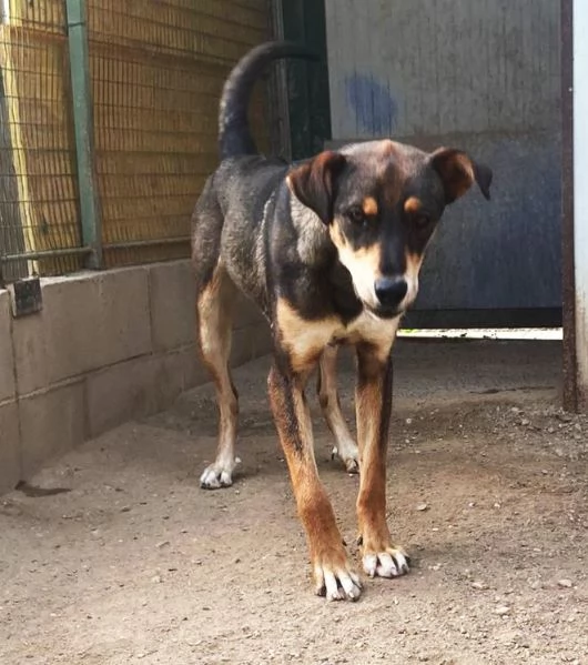 ACERO cucciolone a Carbonate Como | Foto 4