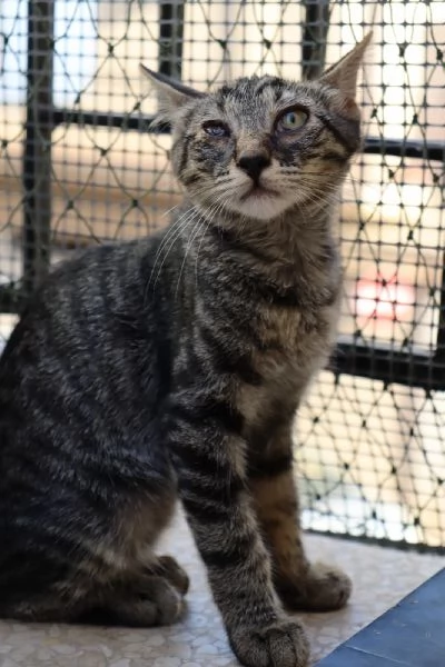 Gatto TIGROTTO 8 mesi circa dolcissimo a Biella